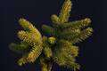 Picea pungens Nidiformis IMG_2711 Świerk kłujący